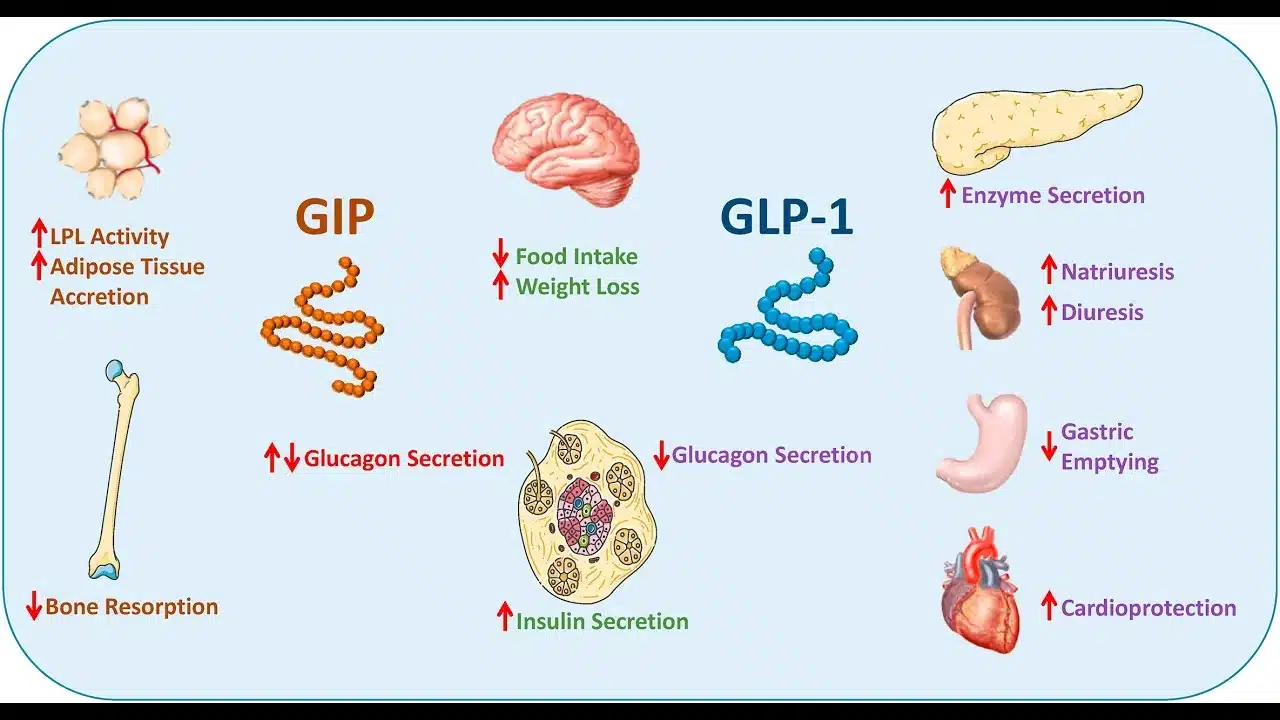 mechanism of tirzepatide in the body