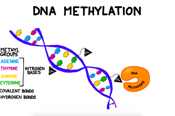 The Methylation Method Of An Anabolic Steroid