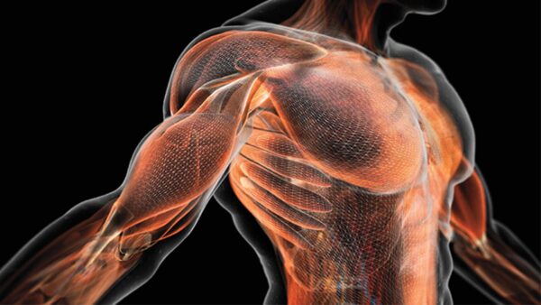 The Role That Steroids Play In Body And Muscle Growth